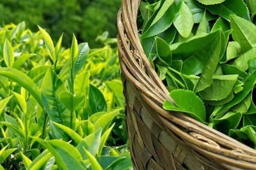 Trung Quốc trả mức giá cao ngất ngưởng để mua mặt hàng này của Việt Nam