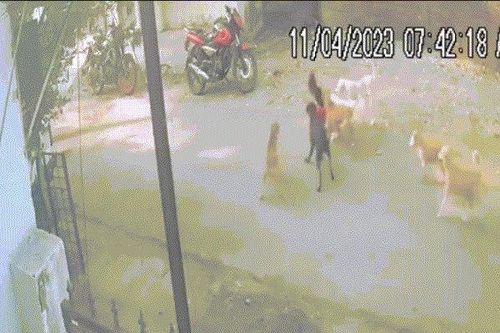 Hãi hùng cảnh đàn chó hoang xông vào tấn công cậu bé