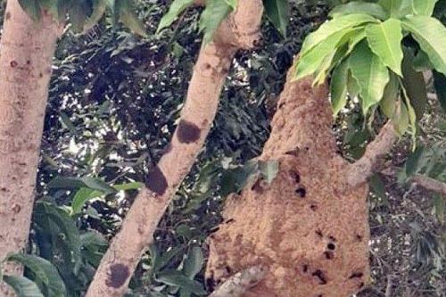 Cụ bà bị ong vò vẽ đốt 71 vết