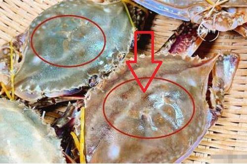 Dân biển cho biết: Mua ghẹ không nên chọn to hay nhỏ, nhìn vào 3 chỗ là biết ghẹ mập béo và nhiều thịt