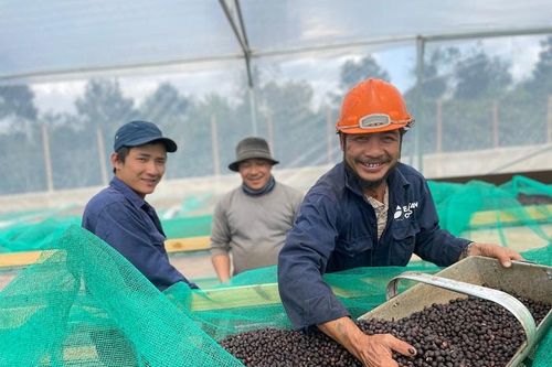 Gần 50 doanh nghiệp tham gia cuộc thi 'Cà phê đặc sản Việt Nam' 2023