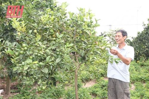 Nông dân Nga Sơn với các mô hình sản xuất hiệu quả trong vườn nhà