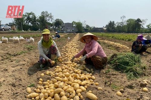Cầu nối để nông dân liên kết sản xuất