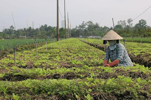 Hiệu quả từ việc sản xuất rau theo hướng an toàn