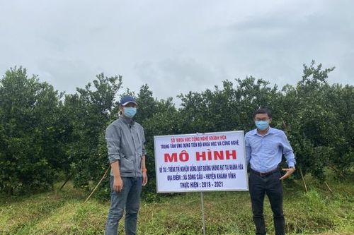 Trồng thử nghiệm giống quýt đường không hạt