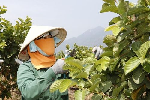 Ninh Hòa khó hoàn thành mục tiêu xây dựng nông thôn mới