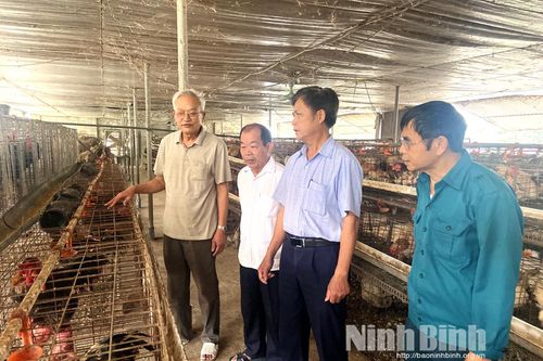 Thu tiền tỷ mỗi năm từ nuôi gà Đông Tảo