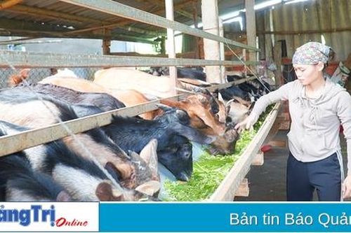 Nông dân Cam Lộ phát triển mô hình nuôi dê nhốt chuồng