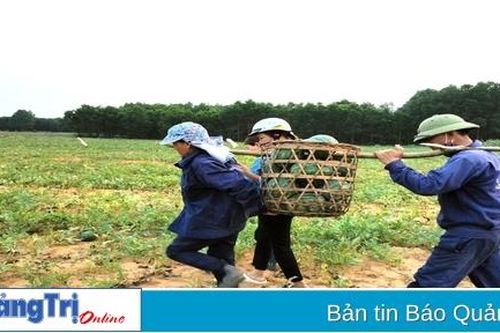 Dưa hấu Vĩnh Tú được mùa, được giá sau vụ mất trắng năm 2022