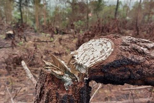 Ban quản lý rừng đốt thực bì làm cháy 5,5ha rừng
