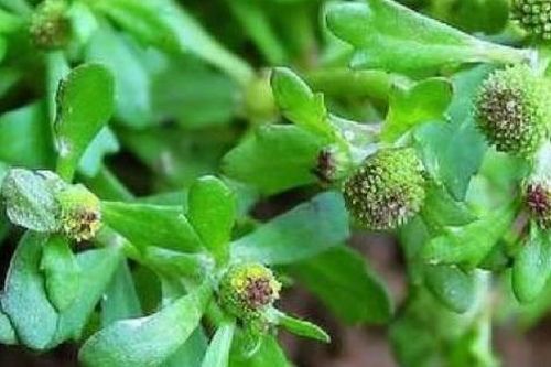 3 thảo dược điều trị cảm cúm