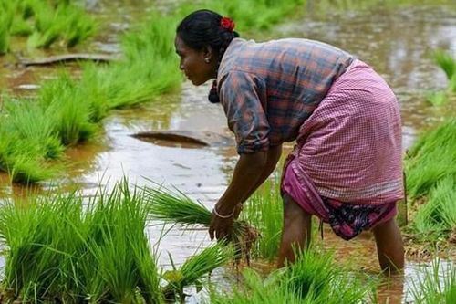 Nguy cơ thiếu hụt gạo toàn cầu
