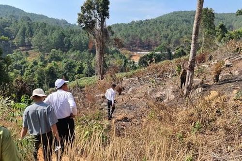 Lâm Đồng: Phạt hơn 162 triệu vì phá rừng phòng hộ