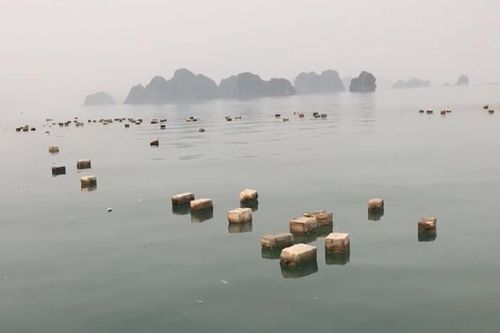 Hàng nghìn phao xốp trôi nổi trên vịnh Bái Tử Long
