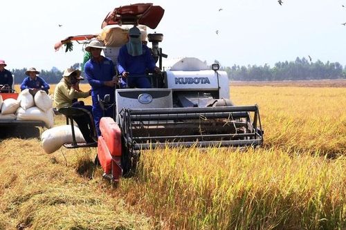 Đắk Nông xác định nguyên nhân lúa đặc sản tại buôn Choah bị lép hạt