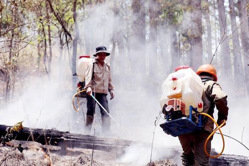 Lâm Đồng: Khen thưởng nhiều cá nhân và tập thể tham gia chữa cháy rừng trên đèo Prenn