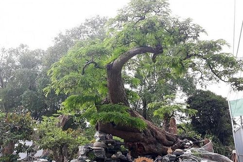 Cận cảnh cụ me dáng rồng bay khiến đại gia quyết định 'móc ví'