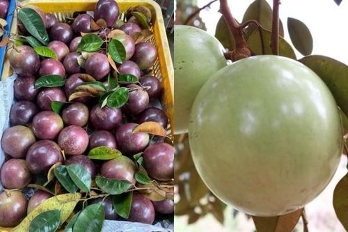Bật mí loại quả chỉ Việt Nam xuất khẩu, người nước ngoài mua 'ào ào'