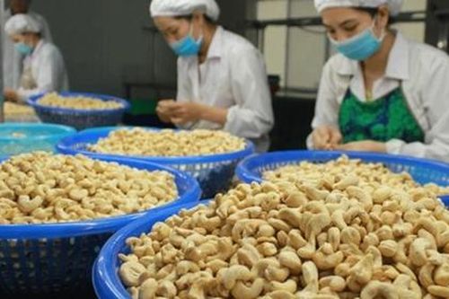 Doanh nghiệp có nguy cơ mất trắng 5 container điều xuất khẩu sang Algeria
