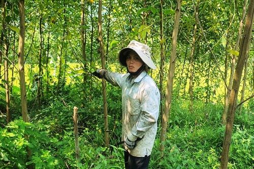 Quảng Ngãi: Hơn 400ha keo chết chưa rõ nguyên nhân