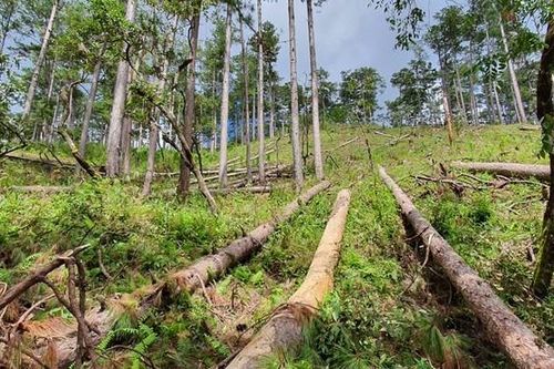 Phá rừng phòng hộ, người phụ nữ bị xử phạt hơn 160 triệu đồng