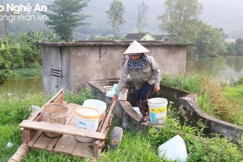 Nông dân huyện Nam Đàn chạy đua với nắng nóng cứu dưa