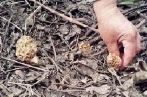 'San hô' mọc trên đất, bán 1kg thu vài triệu liền tay