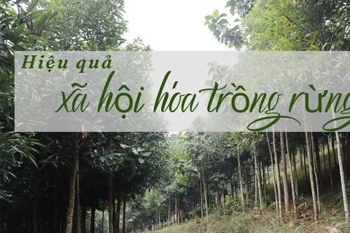 Hiệu quả xã hội hóa trồng rừng