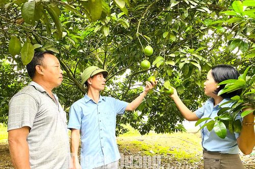 Đồng lòng ở thôn Cây Nhãn