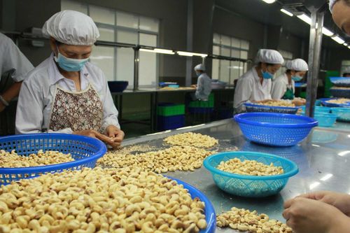 Cảnh báo rủi ro xuất khẩu: Kinh nghiệm từ 5 container điều tại Algeria