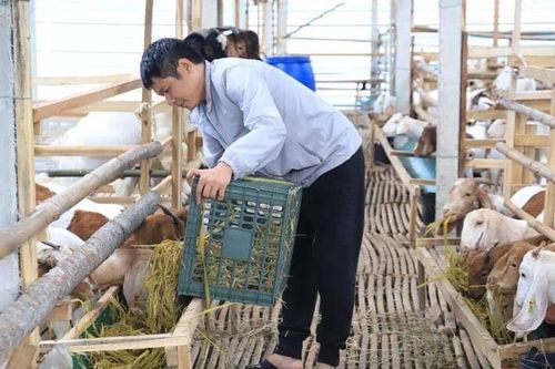 Bí quyết nào khiến một kỹ sư xây dựng khởi nghiệp bằng nghề nuôi dê?