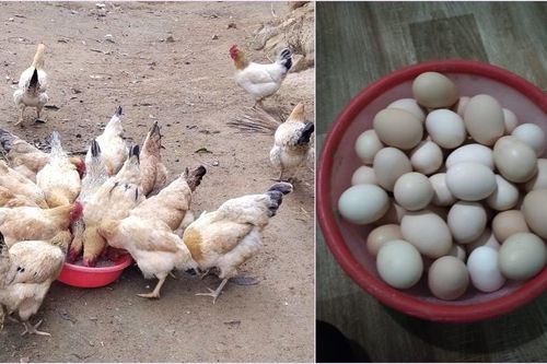 Cách nhận biết trứng gà tươi ngon, chất lượng tốt