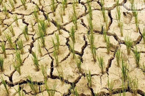 Sản xuất nông nghiệp Điện Biên gặp nhiều khó khăn vì nắng hạn