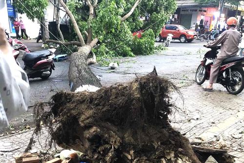 Cảnh báo nguy cơ gãy đổ cây xanh đường phố vào mùa mưa ở TP Buôn Ma Thuột