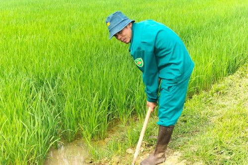 Thủy điện Bản Vẽ xả nước phục vụ chống hạn cho lúa vụ Xuân