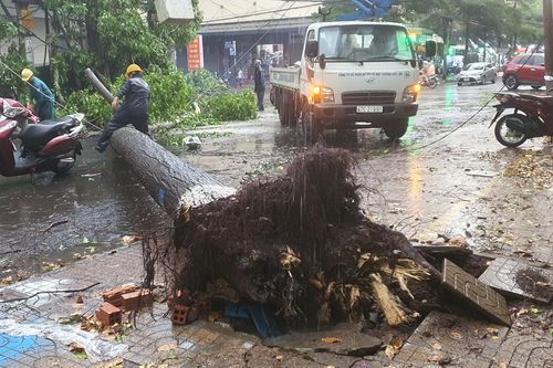 Cây sao đen bật gốc đè một phụ nữ nguy kịch
