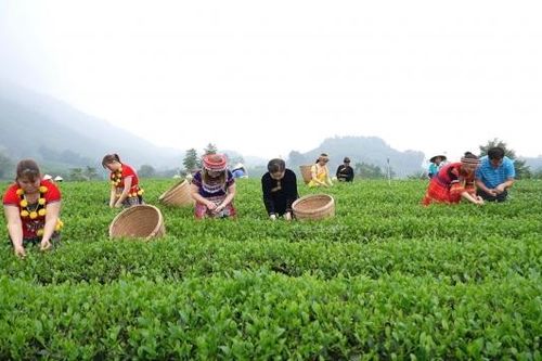 Mùa Du lịch Thái Nguyên năm 2023 với chủ đề: 'Trải nghiệm xứ trà, đậm đà bản sắc'