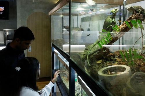 Quán cà phê bò sát đầu tiên của Malaysia