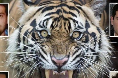 Bộ Tư pháp Mỹ: Các con trai El Chapo cho hổ cắn đối thủ đến chết