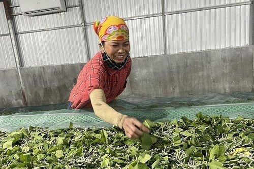 Lắp điều hòa cho tằm nhả tơ, mang lại năng suất cao