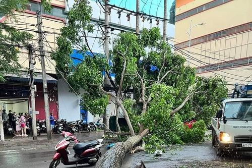 Đắk Lắk: Cây lớn bất ngờ ngã đổ làm 1 phụ nữ bị thương nặng