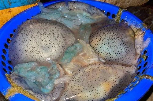 Làm rõ nguyên nhân xác sứa trôi dạt vào bờ sông Hàn