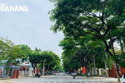 Cây trong thành phố
