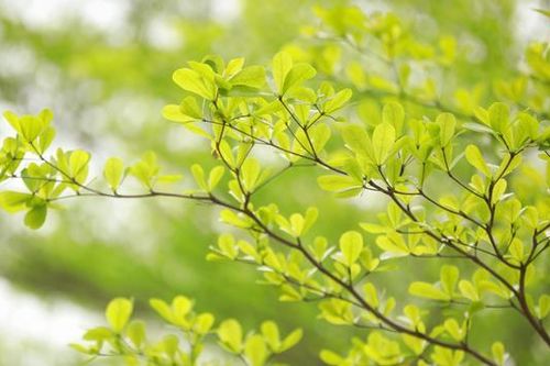 Đường phố Hà Nội xanh mát dưới tán bàng lá nhỏ
