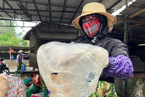 Ngư dân Thanh Hóa phấn khởi vào mùa sứa biển