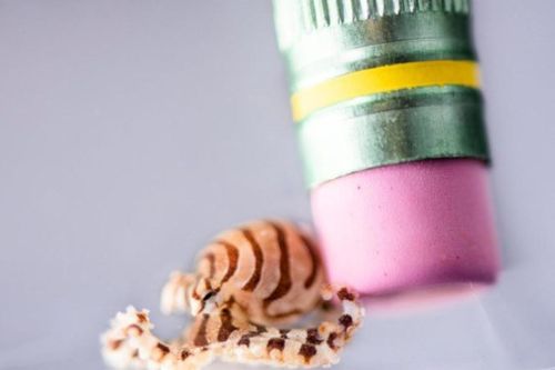 Đặc điểm nhận dạng độc nhất của bạch tuộc