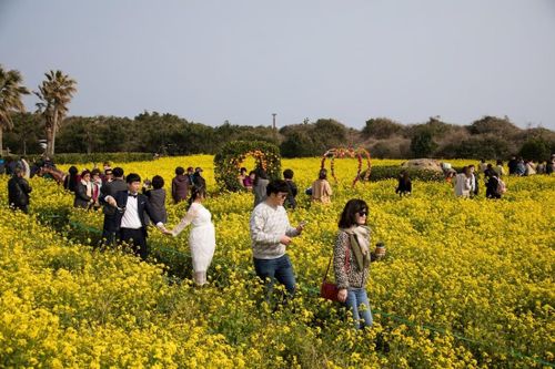 Quá tải khách du lịch, Jeju tính đánh thuế nhập cảnh