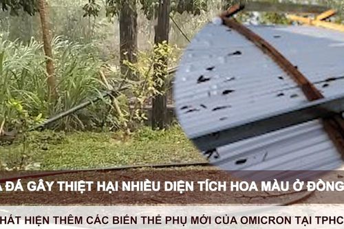 Tin nóng: Mưa đá gây thiệt hại nhiều diện tích hoa màu ở Đồng Nai; Phát hiện thêm các biến thể phụ mới của Omicron tại TPHCM