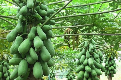 Thực vật có hoạt tính chống virus sốt xuất huyết