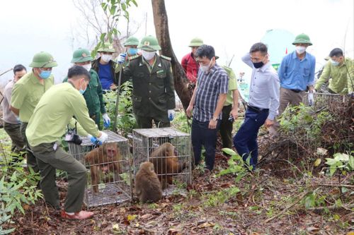 Hà Tĩnh: Thả 150 cá thể động vật hoang dã về Vườn quốc gia Vũ Quang